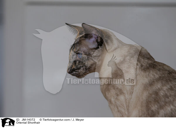 Orientalisch Kurzhaar / Oriental Shorthair / JM-14072