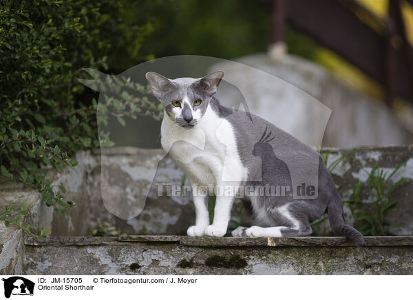 Orientalisch Kurzhaar / Oriental Shorthair / JM-15705