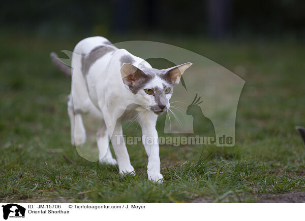 Orientalisch Kurzhaar / Oriental Shorthair / JM-15706
