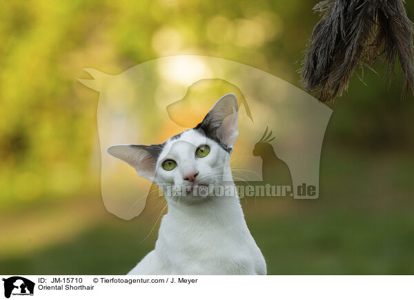 Orientalisch Kurzhaar / Oriental Shorthair / JM-15710