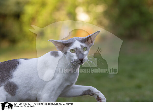 Orientalisch Kurzhaar / Oriental Shorthair / JM-15713