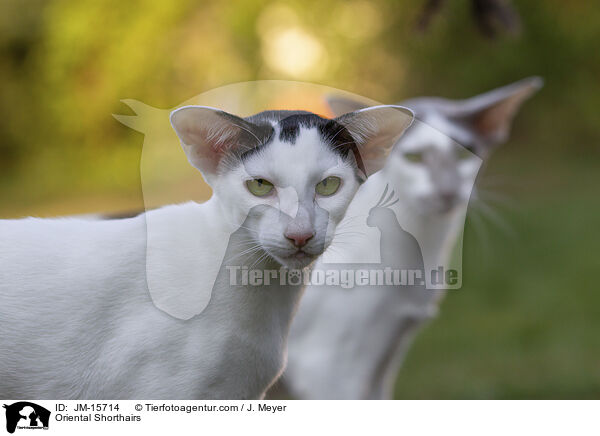 Orientalisch Kurzhaar Katzen / Oriental Shorthairs / JM-15714