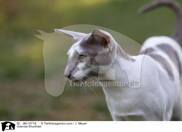 Orientalisch Kurzhaar / Oriental Shorthair / JM-15716