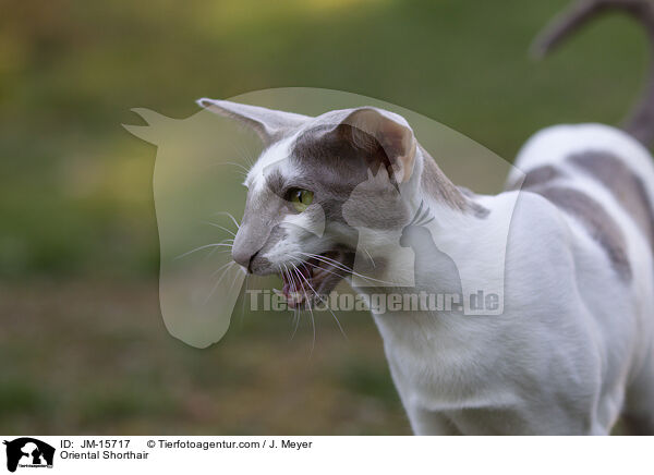 Orientalisch Kurzhaar / Oriental Shorthair / JM-15717