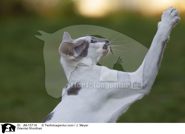 Orientalisch Kurzhaar / Oriental Shorthair / JM-15718