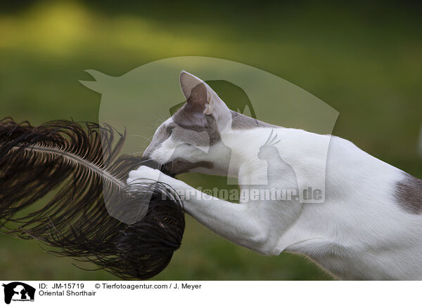 Orientalisch Kurzhaar / Oriental Shorthair / JM-15719