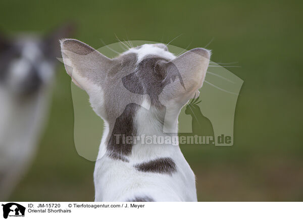 Orientalisch Kurzhaar Katzen / Oriental Shorthairs / JM-15720