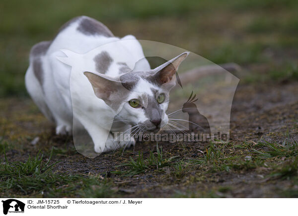 Orientalisch Kurzhaar / Oriental Shorthair / JM-15725