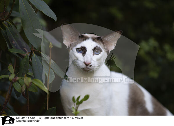 Orientalisch Kurzhaar / Oriental Shorthair / JM-15729