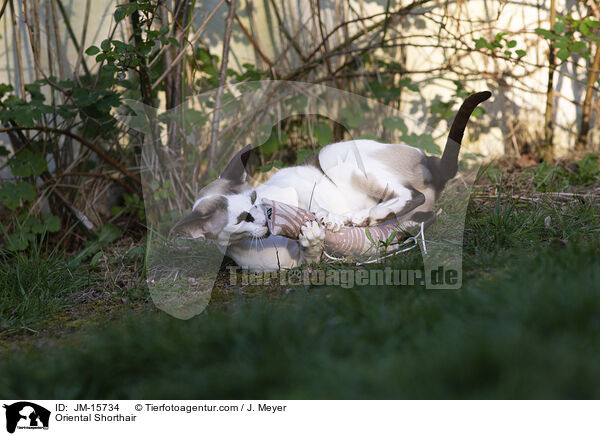 Orientalisch Kurzhaar / Oriental Shorthair / JM-15734