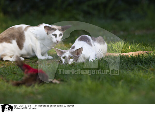 Orientalisch Kurzhaar Katzen / Oriental Shorthairs / JM-15738