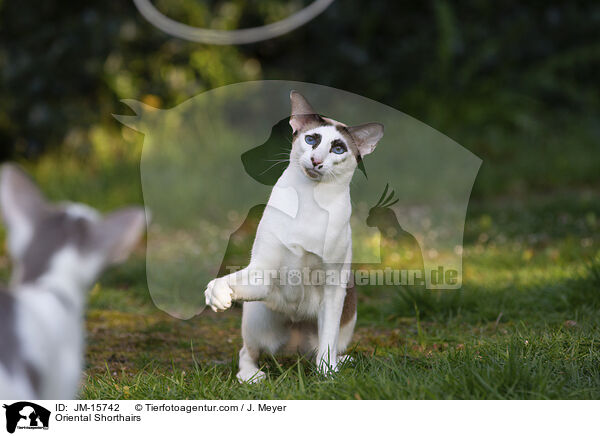 Orientalisch Kurzhaar Katzen / Oriental Shorthairs / JM-15742