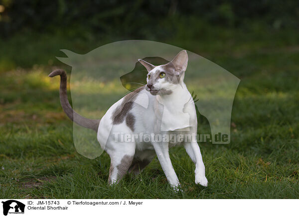 Orientalisch Kurzhaar / Oriental Shorthair / JM-15743
