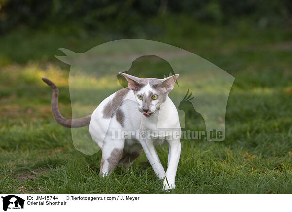 Orientalisch Kurzhaar / Oriental Shorthair / JM-15744