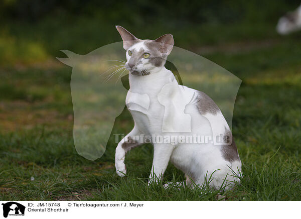 Orientalisch Kurzhaar / Oriental Shorthair / JM-15748