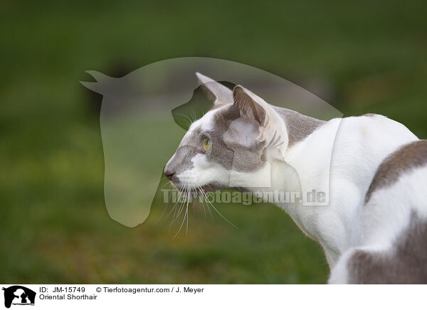 Orientalisch Kurzhaar / Oriental Shorthair / JM-15749
