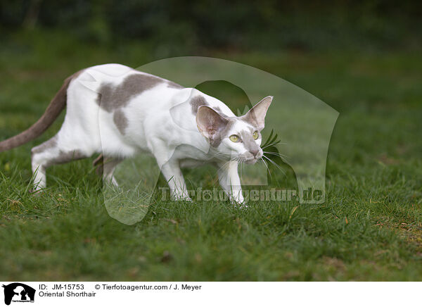 Orientalisch Kurzhaar / Oriental Shorthair / JM-15753