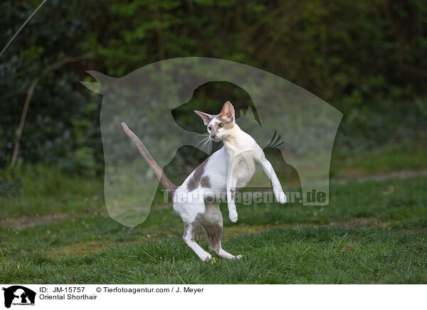 Orientalisch Kurzhaar / Oriental Shorthair / JM-15757