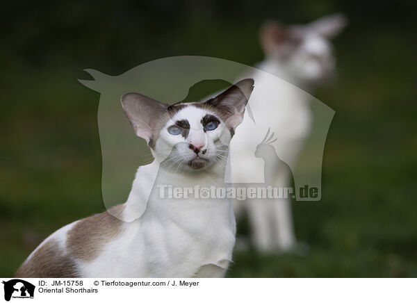 Orientalisch Kurzhaar Katzen / Oriental Shorthairs / JM-15758