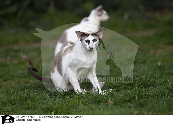Orientalisch Kurzhaar Katzen / Oriental Shorthairs / JM-15761
