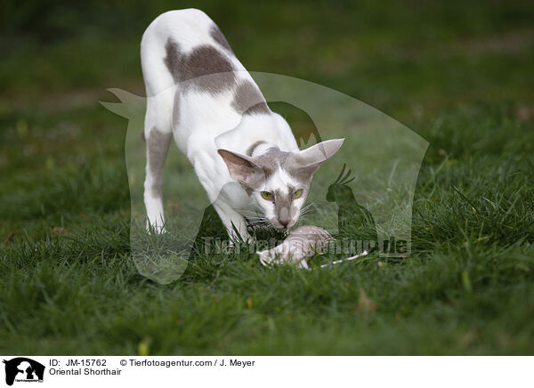 Orientalisch Kurzhaar / Oriental Shorthair / JM-15762