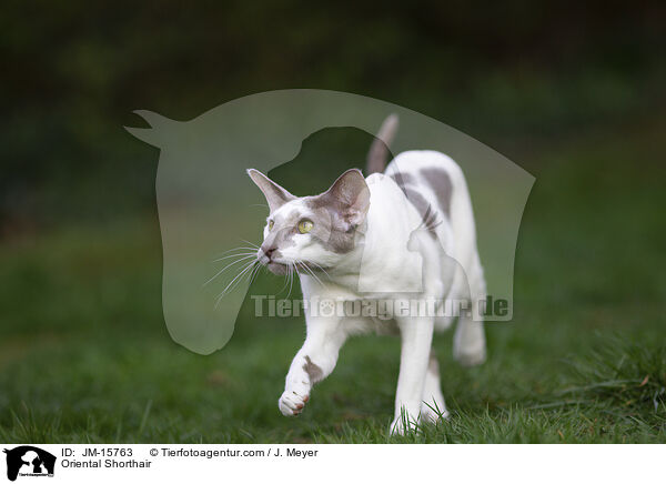 Orientalisch Kurzhaar / Oriental Shorthair / JM-15763