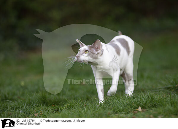 Orientalisch Kurzhaar / Oriental Shorthair / JM-15764