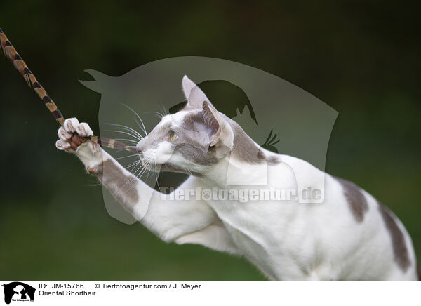 Orientalisch Kurzhaar / Oriental Shorthair / JM-15766