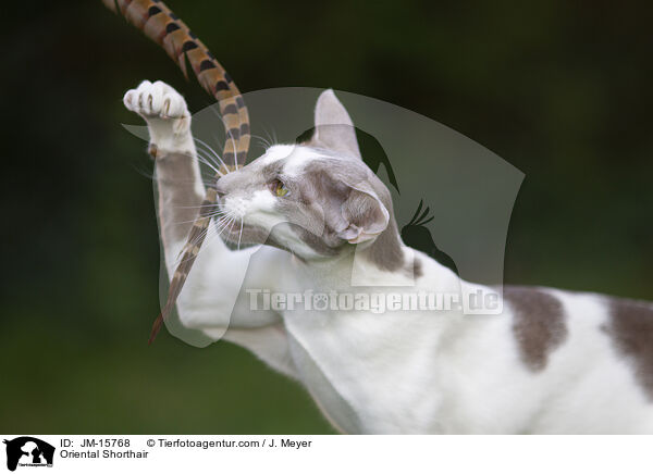 Orientalisch Kurzhaar / Oriental Shorthair / JM-15768