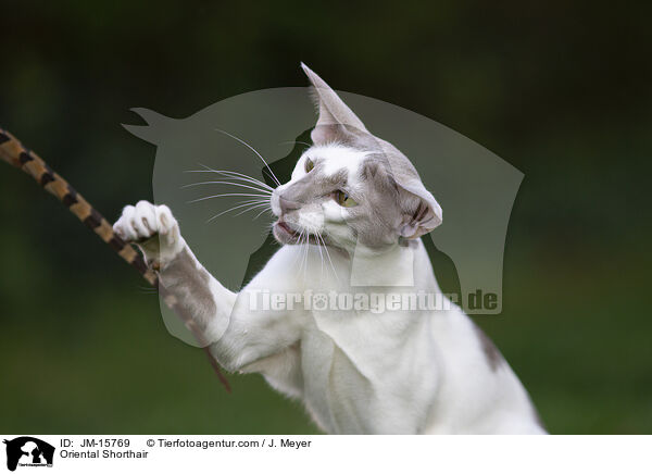 Orientalisch Kurzhaar / Oriental Shorthair / JM-15769