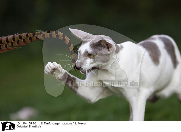 Orientalisch Kurzhaar / Oriental Shorthair / JM-15770