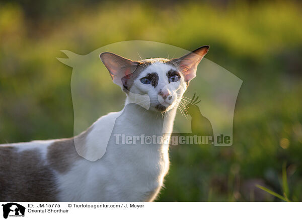 Orientalisch Kurzhaar / Oriental Shorthair / JM-15775
