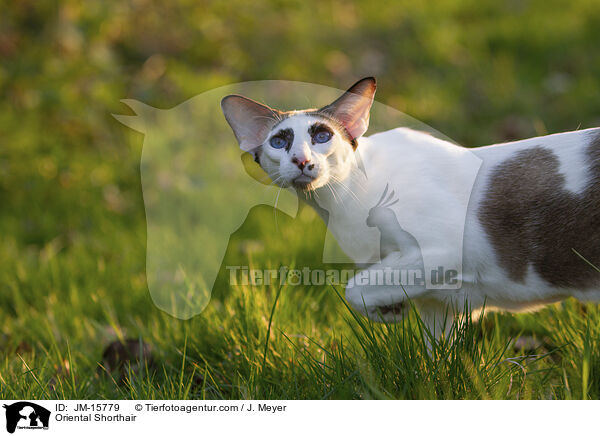 Orientalisch Kurzhaar / Oriental Shorthair / JM-15779