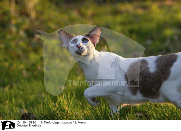 Orientalisch Kurzhaar / Oriental Shorthair / JM-15780