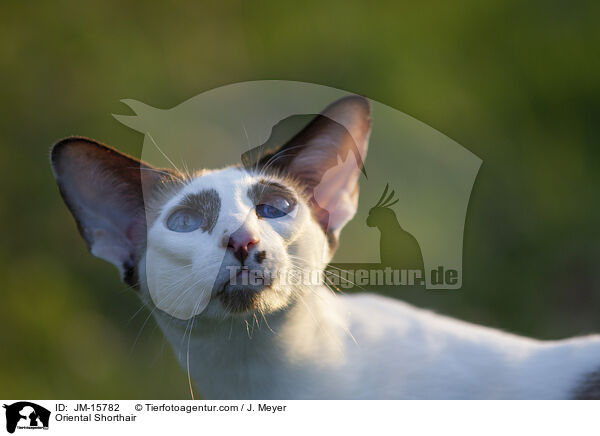 Orientalisch Kurzhaar / Oriental Shorthair / JM-15782