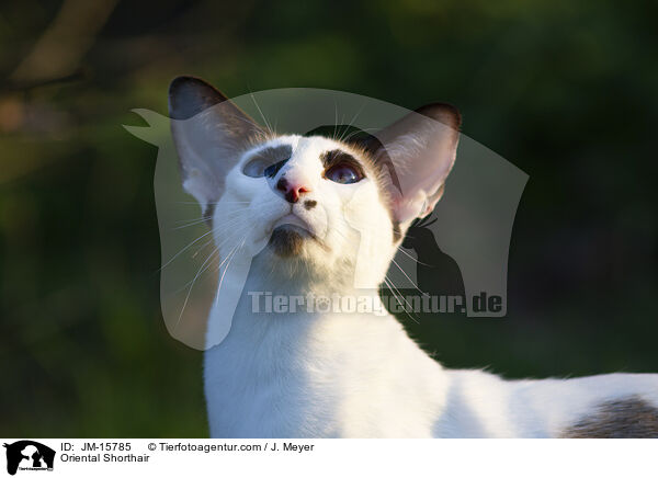 Orientalisch Kurzhaar / Oriental Shorthair / JM-15785