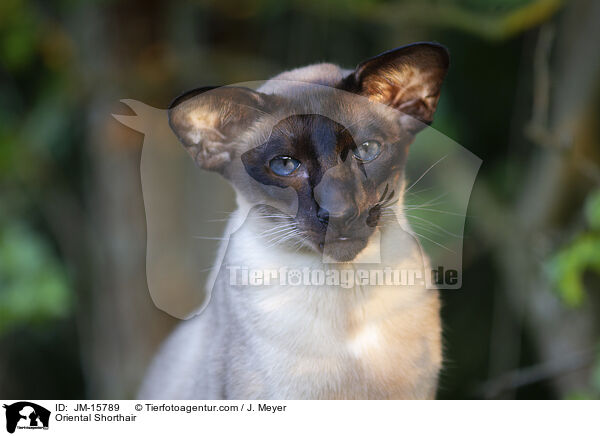 Orientalisch Kurzhaar / Oriental Shorthair / JM-15789