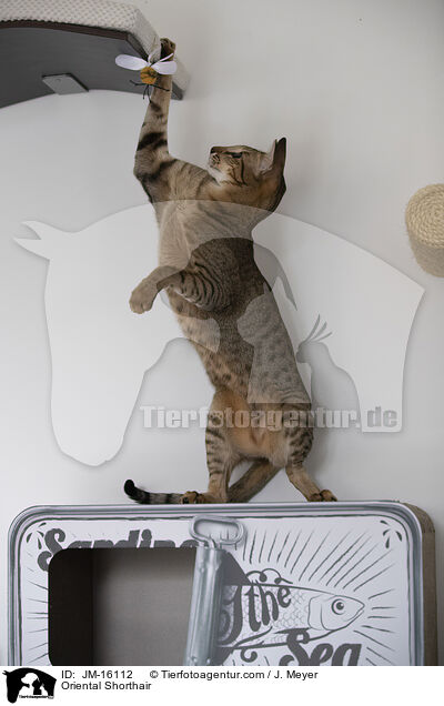Orientalisch Kurzhaar / Oriental Shorthair / JM-16112