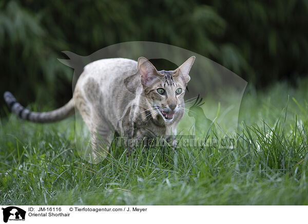 Orientalisch Kurzhaar / Oriental Shorthair / JM-16116