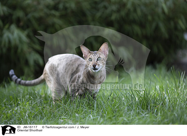 Orientalisch Kurzhaar / Oriental Shorthair / JM-16117