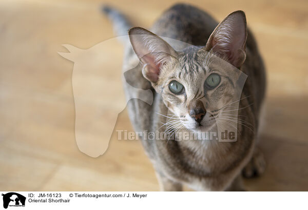Orientalisch Kurzhaar / Oriental Shorthair / JM-16123