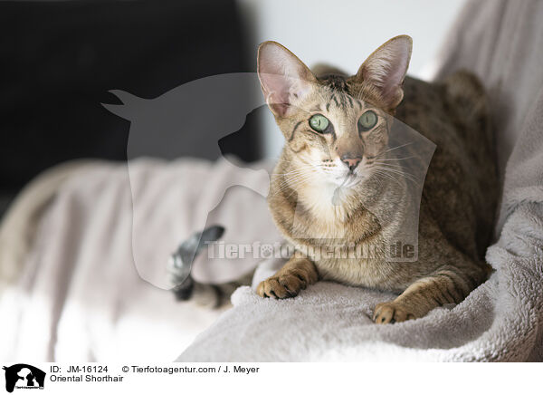 Orientalisch Kurzhaar / Oriental Shorthair / JM-16124