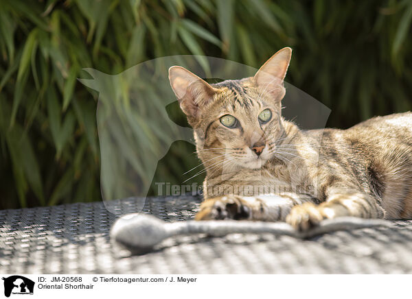 Orientalisch Kurzhaar / Oriental Shorthair / JM-20568