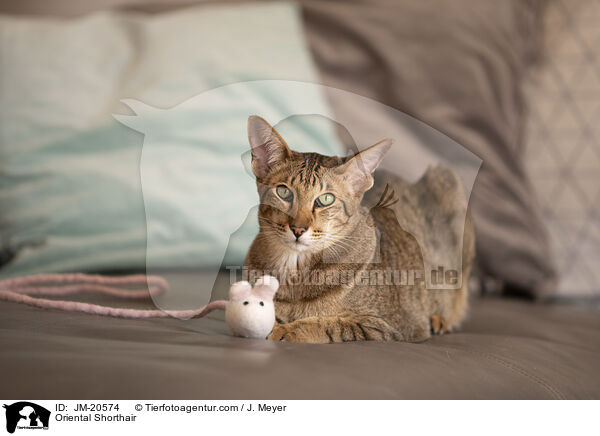Orientalisch Kurzhaar / Oriental Shorthair / JM-20574