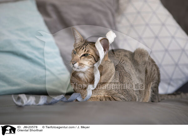 Orientalisch Kurzhaar / Oriental Shorthair / JM-20578