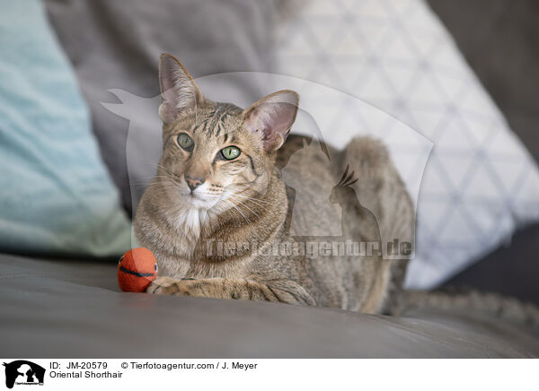Orientalisch Kurzhaar / Oriental Shorthair / JM-20579