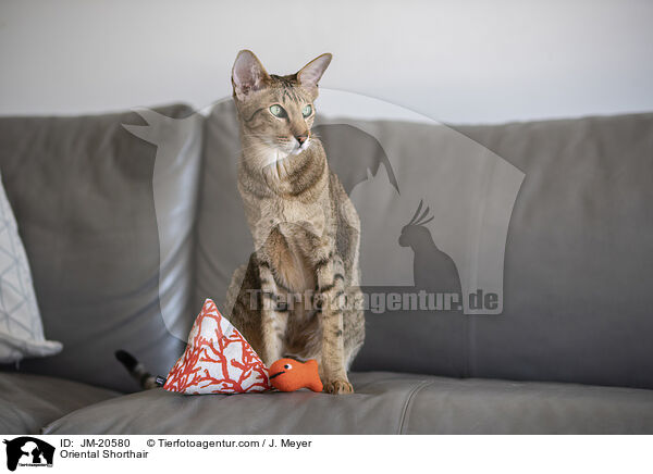 Orientalisch Kurzhaar / Oriental Shorthair / JM-20580