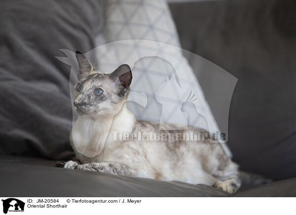 Orientalisch Kurzhaar / Oriental Shorthair / JM-20584
