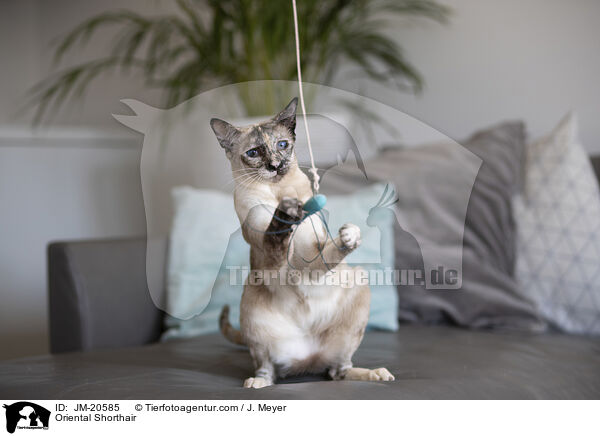 Orientalisch Kurzhaar / Oriental Shorthair / JM-20585