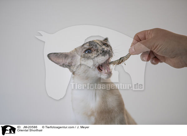 Orientalisch Kurzhaar / Oriental Shorthair / JM-20586